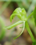 Liparis loeselii